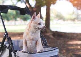 feliz Castanho curto cabelo chihuahua cachorro em pé dentro animal carrinho de criança dentro a parque. olhando curiosamente. foto