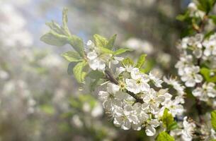 uma ramo do uma florescendo fruta árvore em uma ensolarado dia. Primavera tempo. natural papel de parede. seletivo foco. foto