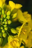 colza flor dentro uma campo às primavera, colza, brassica Napus foto