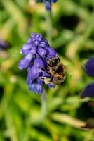 abelha colecionar pólen em uma uva jacinto dentro uma jardim às primavera, muscari armeniacum foto