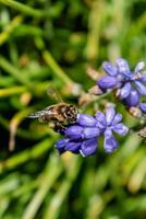 abelha colecionar pólen em uma uva jacinto dentro uma jardim às primavera, muscari armeniacum foto