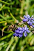 abelha colecionar pólen em uma uva jacinto dentro uma jardim às primavera, muscari armeniacum foto