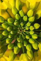 colza flor dentro uma campo às primavera, colza, brassica Napus foto