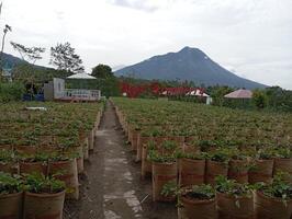 foto do morango plantação em a Colina