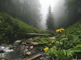 camomila na bela floresta das montanhas do Cáucaso, no nevoeiro. Rússia foto