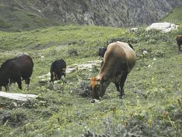 vacas no prado das montanhas do cáucaso. roza khutor, rússia foto