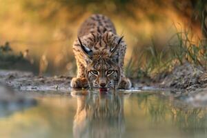 ai gerado eurasian lince bebendo água dentro natural habitat. animais selvagens cena. generativo ai foto