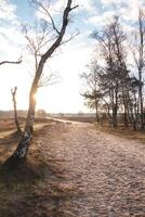 andar através a selvagem pastagens do grenspark Kalmthoutse heide perto Antuérpia dentro noroeste Bélgica. manhã Sol foto