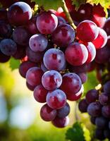 ai gerado maduro vermelho uvas em vinhas dentro outono colheita. ai generativo foto