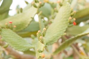 selvagem arbustos cacto opuntia ficus indica sabra aceso de a Sol foto