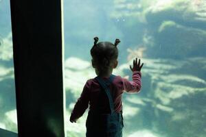 pequeno menina assistindo peixes dentro uma ampla aquário dentro a Oceanópolis, peito, França 31 pode 2108 foto