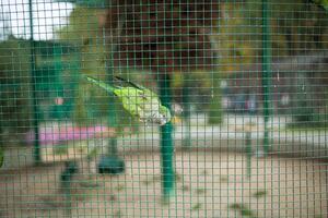 verde papagaio dentro uma cela dentro a jardim zoológico foto