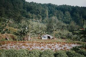 sentul, bogor, Indonésia, 2023 - explorar sentul bogor espetacular cachoeiras e floresta trilhas. uma caminhada aventura com amigos dentro Gunung pancar. deslumbrante fotografia - Maravilhoso Indonésia foto