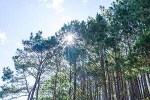 ta nang - phan estrume rota com Marco histórico entre 3 províncias através Relva colinas e florestas dentro música mao natureza reserva foto