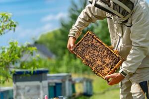 colheita profissional gostoso mel. apicultor trabalhando com de madeira quadros. foto