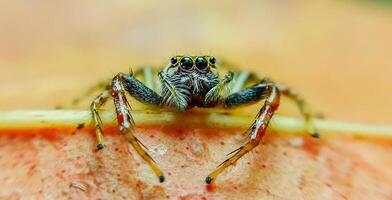 melhor macro tiro do pulando aranha, aranha, pulando aranha fotografia foto