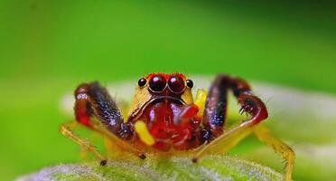 melhor macro tiro do pulando aranha, aranha, pulando aranha fotografia foto