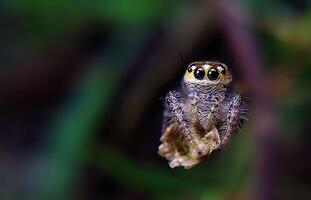 melhor macro tiro do pulando aranha, aranha, pulando aranha fotografia foto