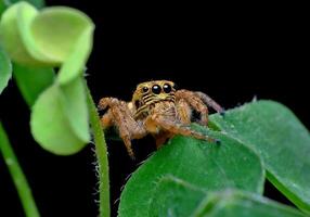 melhor macro tiro do pulando aranha, aranha, pulando aranha fotografia foto