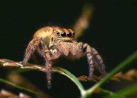 melhor macro tiro do pulando aranha, aranha, pulando aranha fotografia foto