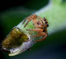 melhor macro tiro do pulando aranha, aranha, pulando aranha fotografia foto