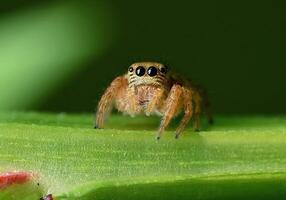 melhor macro tiro do pulando aranha, aranha, pulando aranha fotografia foto