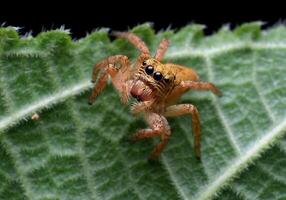 melhor macro tiro do pulando aranha, aranha, pulando aranha fotografia foto