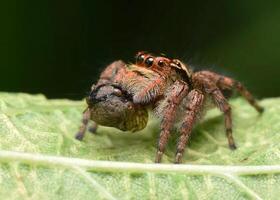 melhor macro tiro do pulando aranha, aranha, pulando aranha fotografia foto