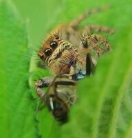 melhor macro tiro do pulando aranha, aranha, pulando aranha fotografia foto