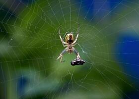 melhor macro tiro do pulando aranha, aranha, pulando aranha fotografia foto