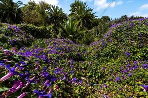 Palmeras y flores en santa cruz de tenerife espaço uma África. viagem turismo rua fotografia. foto