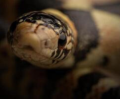 nariz comprido cobra, rinocheilus leconte foto