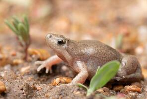 ocidental boca estreita sapo, gastrofrino olivacea foto