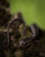 ocidental viscoso salamandra, pletodonte abagula foto