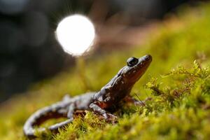 verde salamandra, anéides Eneu, com Sol foto