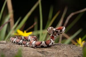 vermelho leite cobra, lampropeltis triangulo foto