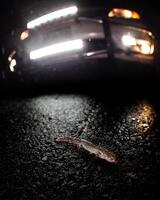 toupeira salamandra, ambistoma talpoideum foto