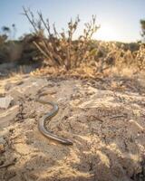 Califórnia sem pernas lagarto, Anniela pulchra foto