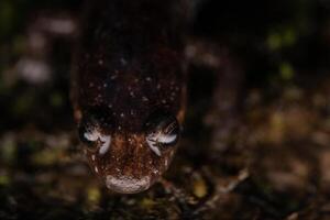 apalachicola obscuro salamandra, desmognathus apalachicolae foto