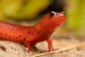 Oriental lama salamandra, pseudotritão montanus montanus foto