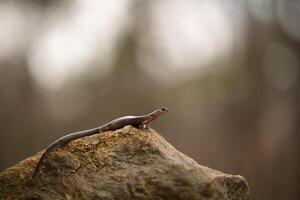 blacksburg salamandra, pletodonte Jacksoni foto