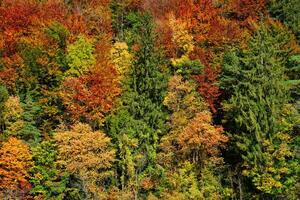 outono floresta árvores fechar acima com vibrante vermelho, amarelo e verde cores foto