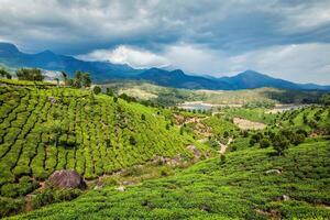 chá plantações em colinas dentro sul Índia montanhas ocidental ghats. Munnar, Kerala, Índia foto