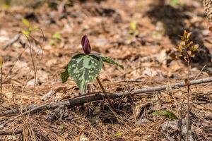 selvagem trillium ou sombra de sapo plantar foto