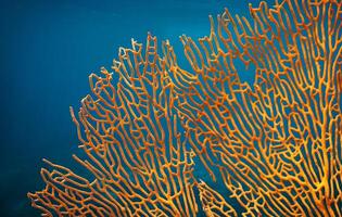 laranja suave coral subergórgia sp ou superrgorgonia, marinho vida, fechar acima embaixo da agua fundo foto