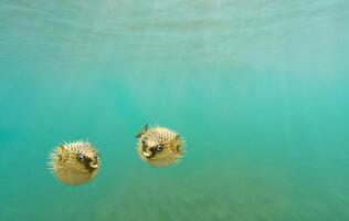 dois porco-espinho peixe, Além disso comumente chamado baiacu, balão e baiacu natação embaixo da agua foto