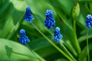 Primavera flores do muscari armeniacum entre verde Relva dentro uma Primavera jardim dentro luz solar foto