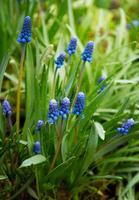 Primavera flores do muscari armeniacum entre verde Relva dentro uma Primavera jardim dentro luz solar foto