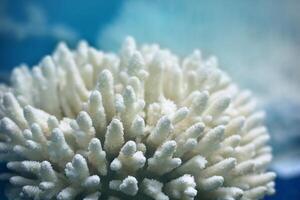 branco suave coral sinularia, marinho vida, fechar acima embaixo da agua fundo foto