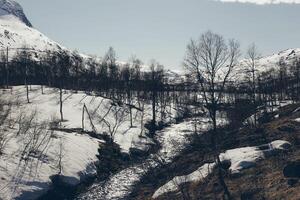 norueguês paisagens com neve e árvores foto